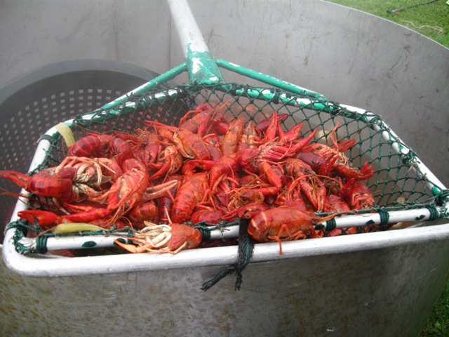 Boiled Crawfish