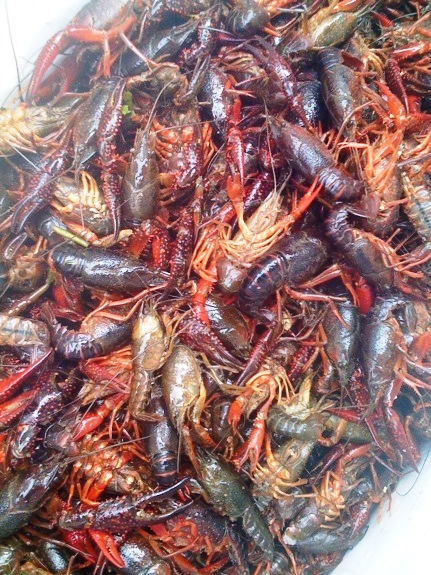Live Crawfish!!