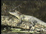 Louisiana  Swamp Alligator