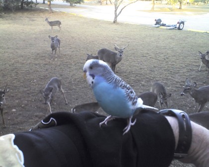 Skeeter Bird checking out the deer!