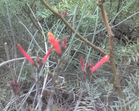 Tahquitz Canyon flower