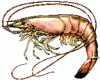 Great with our Smoked Shrimp Sauce!