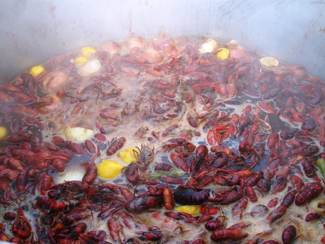 Boiled crawfish, ready for soaking!